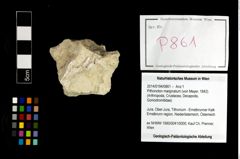 Foto (Objekt + Etikett) von Pithonoton marginatum (von Meyer, 1842)  (NHMW-GEO-2014-0194-0861)